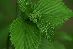 2025-05087815 Ipswitch River Wildlife Sanctuary, MA